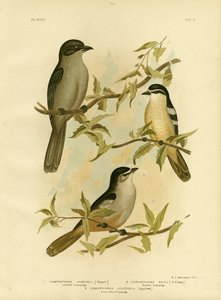 Jardines Campephaga eller almindelig cikadefugl, 1891