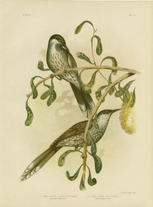 Lumuleret Wattlebird Eller Lille Wattlebird, 1891