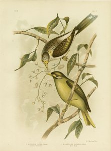 Luteous honningeater eller gulstrubet minearbejder, 1891 af Gracius Broinowski
