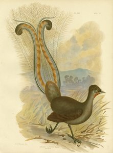 Lyrebird, 1891 af Gracius Broinowski