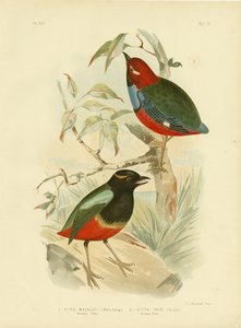 Macklots pitta, 1891 af Gracius Broinowski