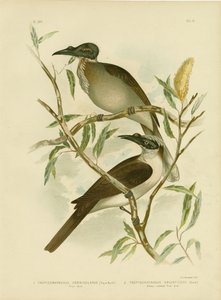 Noisy Friarbird, 1891 af Gracius Broinowski