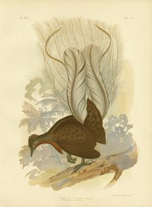 Prins Alberts Lyrebird, 1891 af Gracius Broinowski