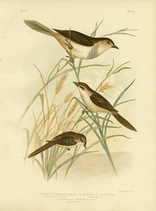 Rødbrun-tonet Cincloramphus eller rødbrun sanglærk, 1891 af Gracius Broinowski