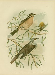 Honningæder med spiny-kind, 1891