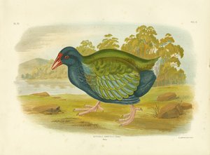 Takahe, 1891 af Gracius Broinowski
