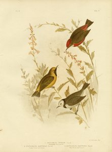 Trefarvet Ephthianura, 1891 af Gracius Broinowski