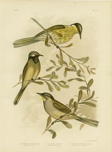 Varieret honningæder, 1891 af Gracius Broinowski