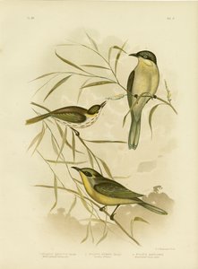 Honeyeater eller lilla-Gaped honningeater, 1891 af Gracius Broinowski