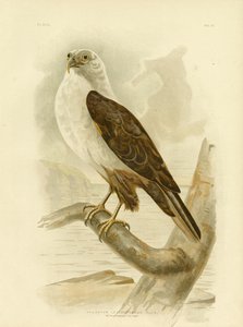 Hvidbarmet havørn, 1891 af Gracius Broinowski