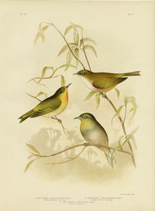 White-breasted Zosterops eller Norfolk White-Eye, 1891 af Gracius Broinowski