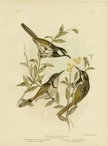 Hvidkindet honningæble, 1891
