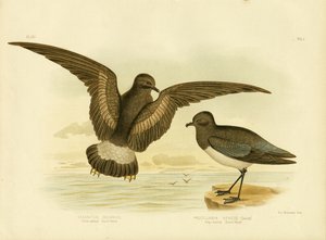 Gulflettet stormsvale, 1891