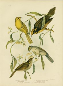 Gul honningæder, 1891 af Gracius Broinowski