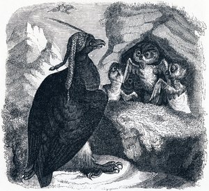 Ørnen og uglen, illustration fra 