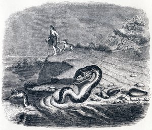 Slangens forkant og hale (La tete et la queue du serpent) - Fabler af La Fontaine af Grandville