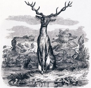 Hjorten ser på sig selv i vandet - Fabler af La Fontaine af Grandville
