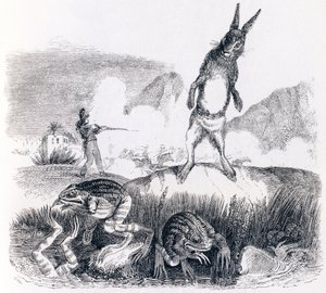 Haren og frøerne - Fabler af La Fontaine af Grandville