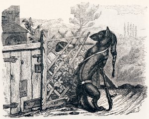 Ulven og den magre hund (Le loup et le chien maigre) - Fabler af La Fontaine af Grandville
