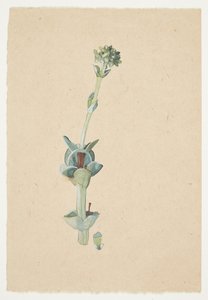 Studie af en blomst
