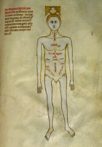 Anatomi og kirurgiske tavler: lokalisering af mandlige organer. I ""Liber notables Philippi den syvende konge af frankerne, uddrag fra Galiens bøger""" af Gui de Pavia omkring 1345. Chantilly, Musee Conde