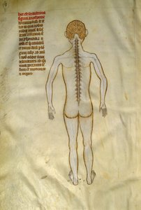 Anatomi og kirurgiske tavler: rygmarv (i ryghvirvlerne i rygsøjlen). I ""Liber notables Philippi den syvende konge af frankerne, uddrag fra Galiens bøger""" af Gui de Pavia omkring 1345. Chantilly, Musee Conde