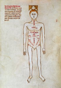 Kirurgi: repræsentation af den menneskelige krop. Miniature i ""Liber notables Philippi, frankernes syvende konge, uddrag fra Galiens bøger"" skrevet af Gui (Guy) af Pavia