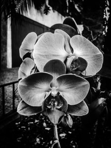 Blomst nr. 10, 2025 (foto) af Guilherme Pontes