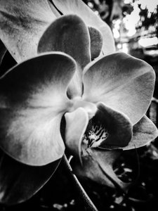 Blomst nr. 11, 2025 (foto)