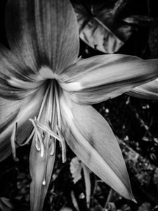 Blomst nr. 14, 2025 (foto) af Guilherme Pontes