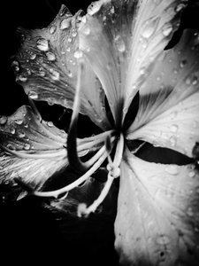 Blomst nr. 19, 2025 (foto) af Guilherme Pontes