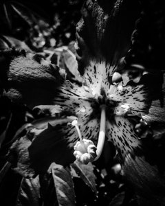 Blomst nr. 23, 2025 (foto) af Guilherme Pontes