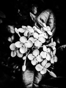 Blomst nr. 24, 2025 (foto) af Guilherme Pontes