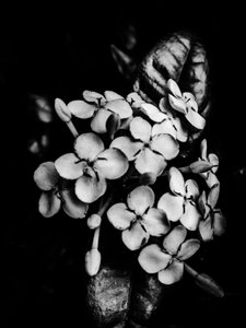 Blomst nr. 29, 2025 (foto) af Guilherme Pontes
