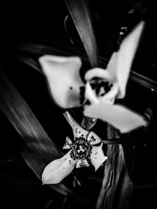 Blomst nr. 31, 2025 (foto)