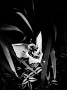 Blomst nr. 32, 2025 (foto)