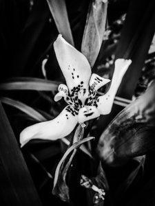 Blomst nr. 35, 2025 (foto) af Guilherme Pontes