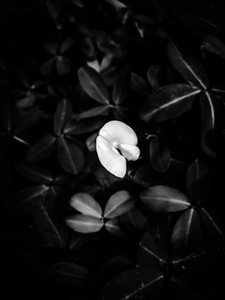 Blomst nr. 40, 2025 (foto) af Guilherme Pontes