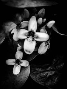 Blomst nr. 47 (foto)