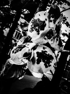 Blomst nr. 4, 2025 (foto) af Guilherme Pontes