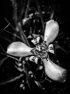 Blomst nr. 53 (foto) af Guilherme Pontes