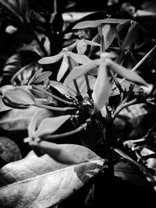 Blomst nr. 8, 2025 (foto) af Guilherme Pontes