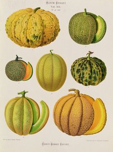 Melonit: Tab. XIX, Benary-albumista af Guillaume Severeyns