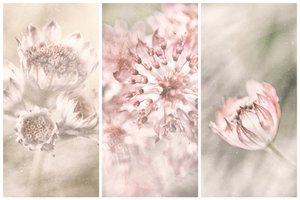 Drømmende botaniske rouger af Gustav Davidsson