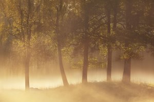 Gylden morgendug af Gustav Davidsson