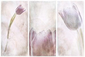 Lavendel Tulipan Drøm af Gustav Davidsson