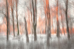 Orange skovglød af Gustav Davidsson