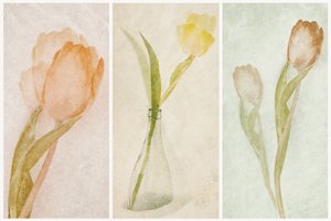 Akvarel-triptik med tulipaner af Gustav Davidsson