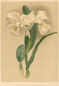Cattleya Mendelii Quorndon House Var. af Gustav Leutzsch after Henry George Moon