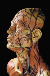 Detalje af en mandlig anatomisk ecorche-model, der viser muskler, arterier og vener, cirkulationen og nervesystemet af Gustav Zeiller